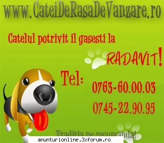 animale vanzare detine cane corso vanzare, catei exceptie, rasa luni, baietei fetite din parinti